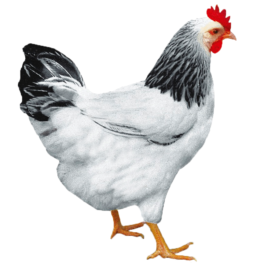 le poulet c'est trop boooooon